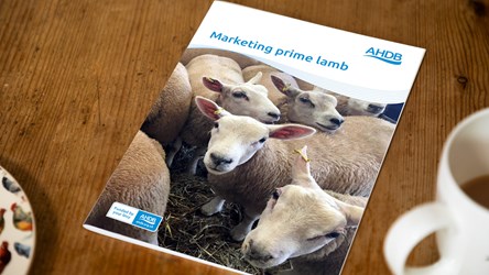 Marketing Prime Lamb Frontcover