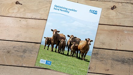 Optimising suckler herd fertility