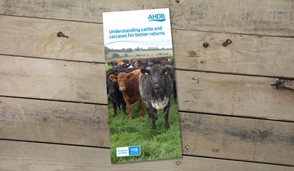 Understanding cattle and carcases front cover