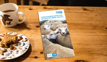 Understanding lambs and carcases 