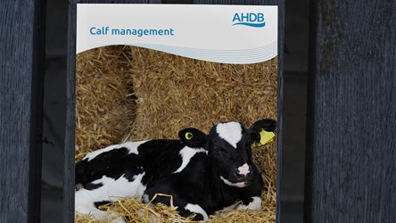 AHDB. Calf management.